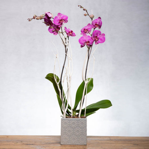 Purple Orchid Plant