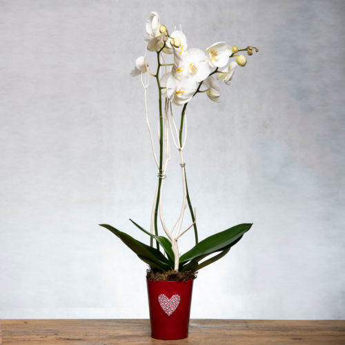 Neutral White Orchid Plant