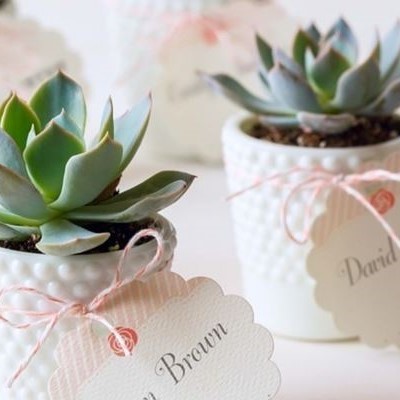 Small succulent plant in a white ceramic pot