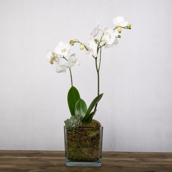 A white orchid plant with transperent vase and moss inside