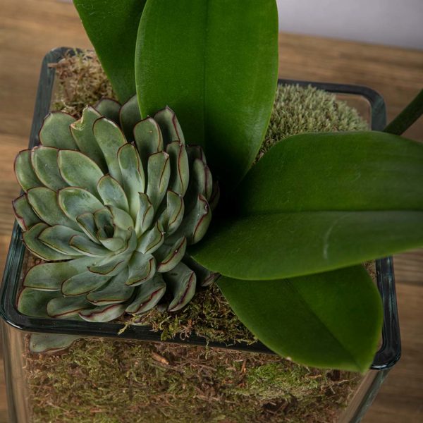 A green succulent inside in moss with orchid leaves at the side