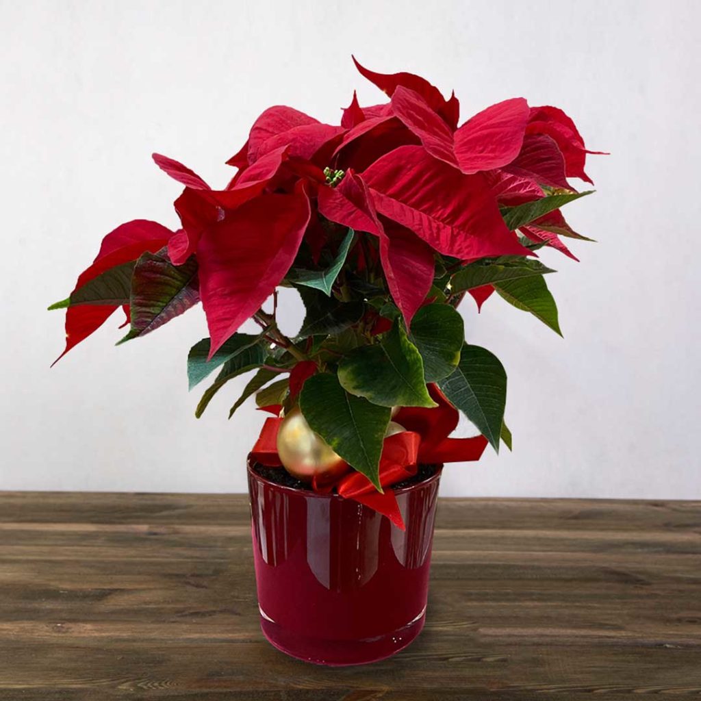 A red poinsettia plant in a nice ceramic red pot.