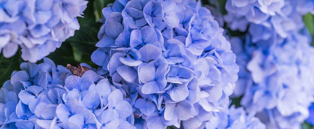 Multiple beautiful light blue hydrangea