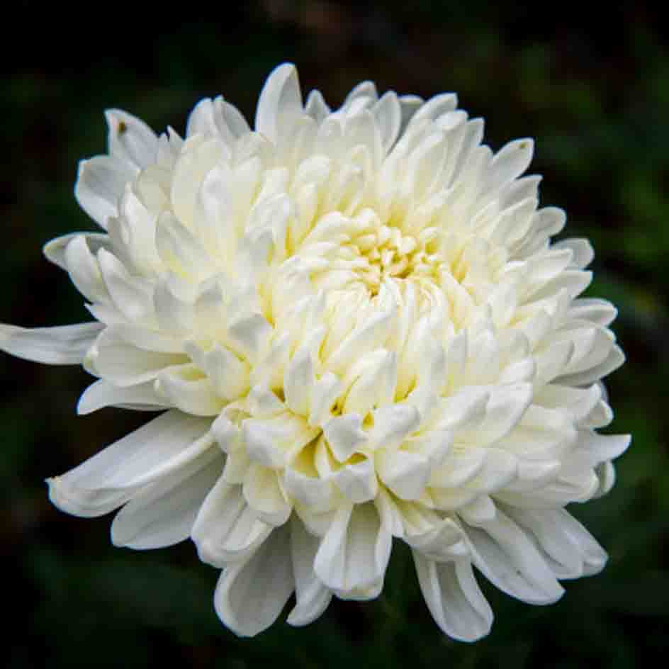 A close up of a fully bloomed chrysanthemum