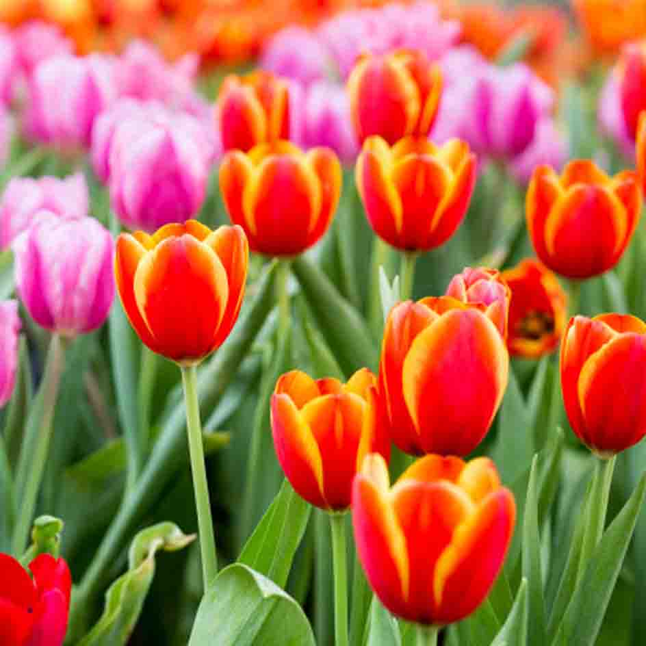 A field with red and purple tulips