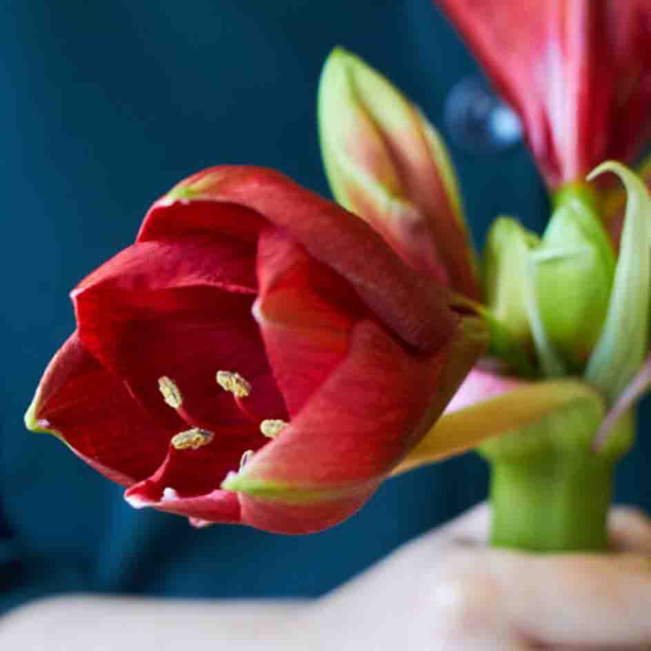 A close up of a blooming red amaryllis 