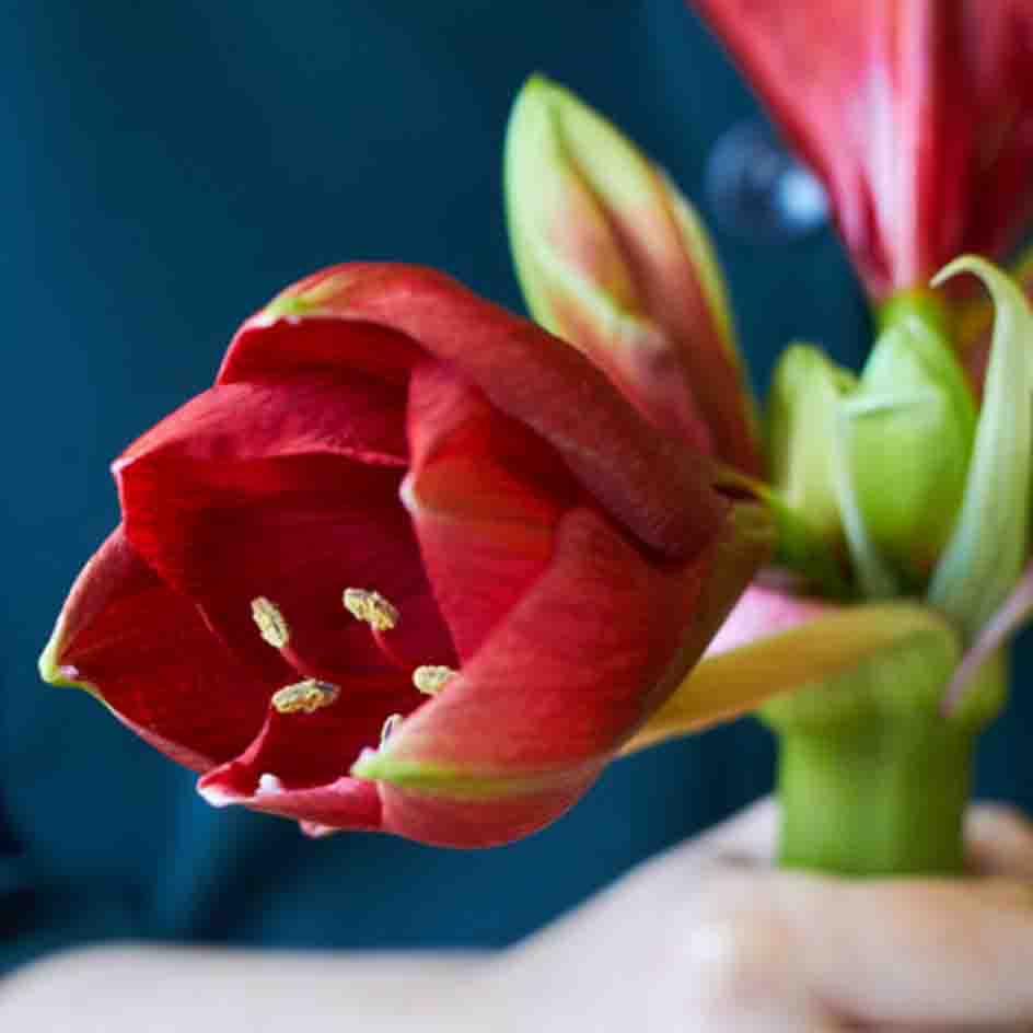 A close up of a blooming red amaryllis