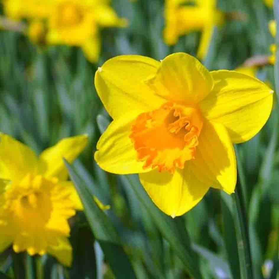 A close up of a yellow daffodil