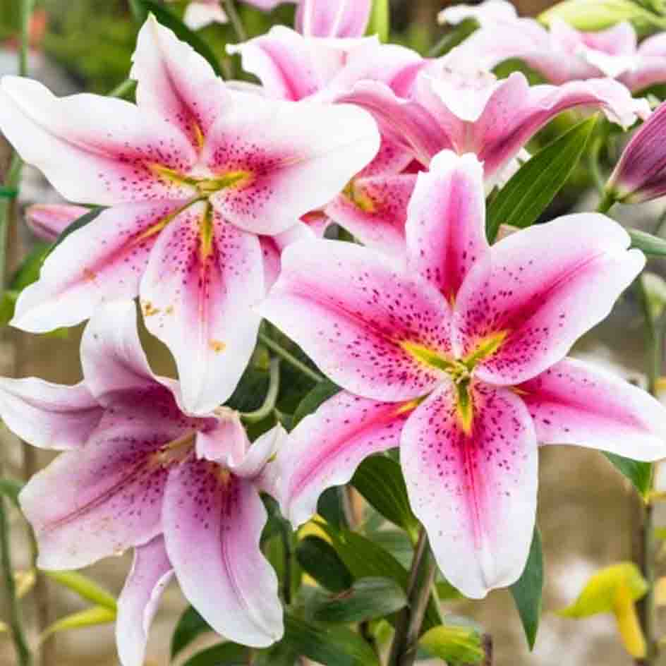 White and pink lilies
