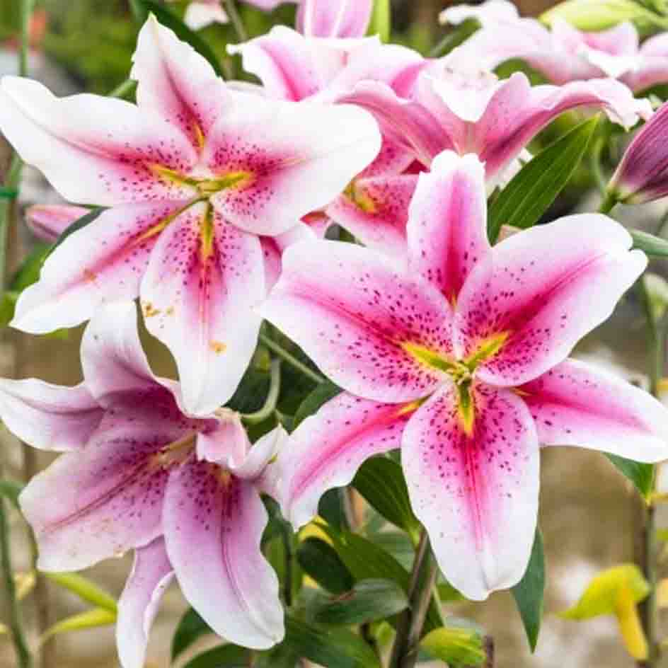 White and pink lilies 