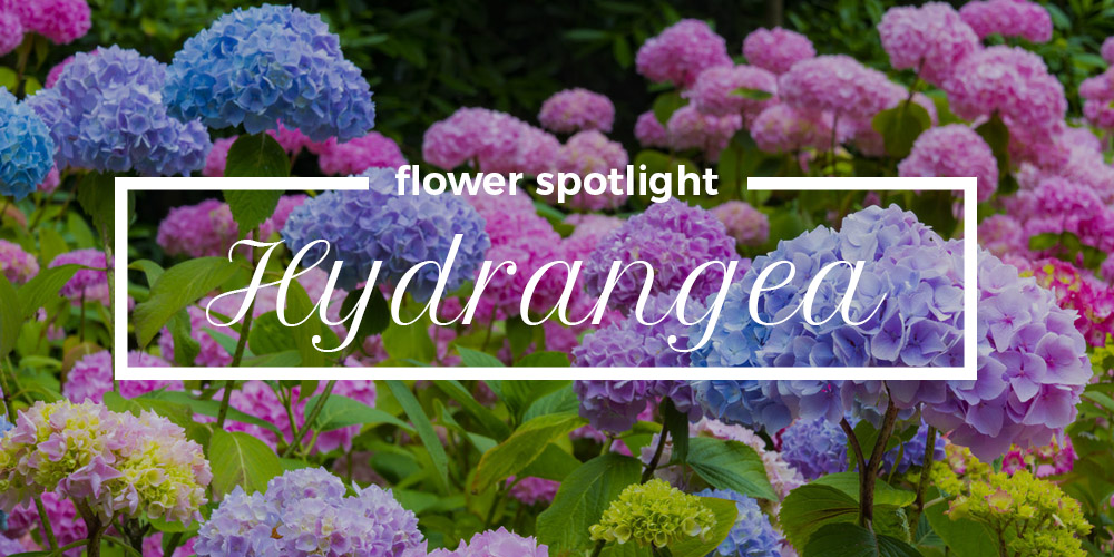 Artificial hydrangeas spotlight cheap