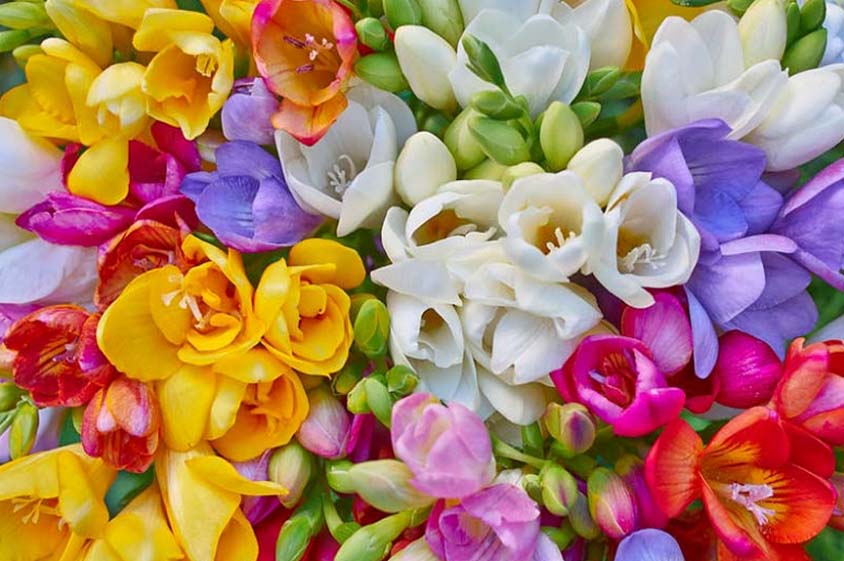 Freesia flowers in different colours. White, yellow, red blue and purple.