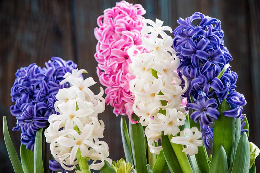 Hyacinth flowers fully bloomed in white, blue and pink.