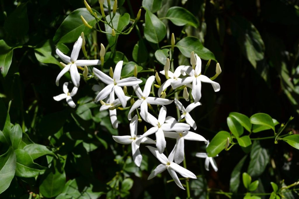 White Jasmine flowers hanging from a shrub.