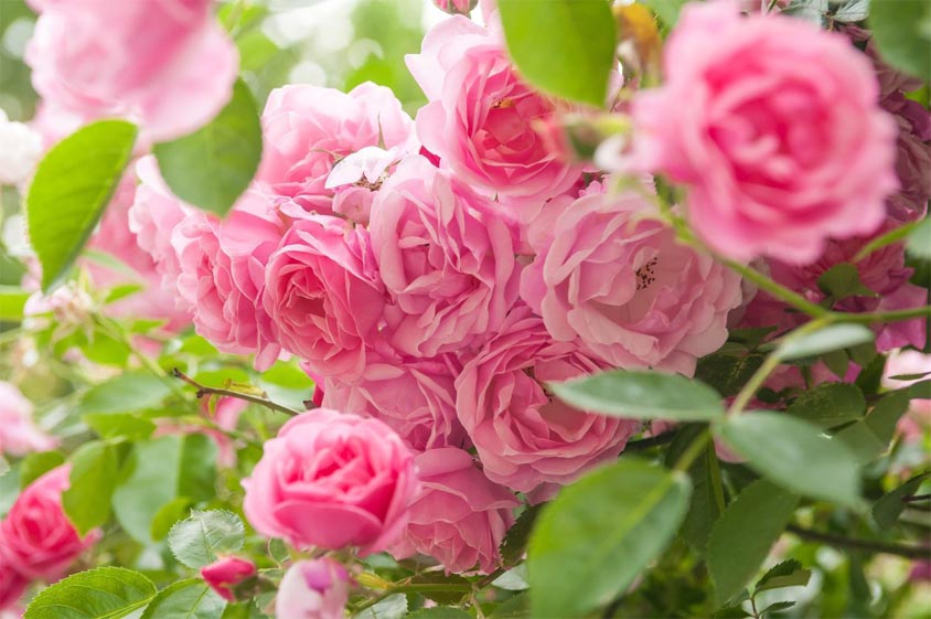 A bunch of pink garden roses flowers.